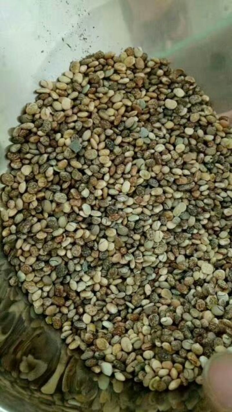 羽扇豆种子多年生鲁冰花种子