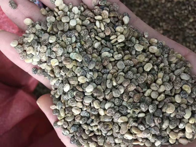 羽扇豆种子多年生鲁冰花种子