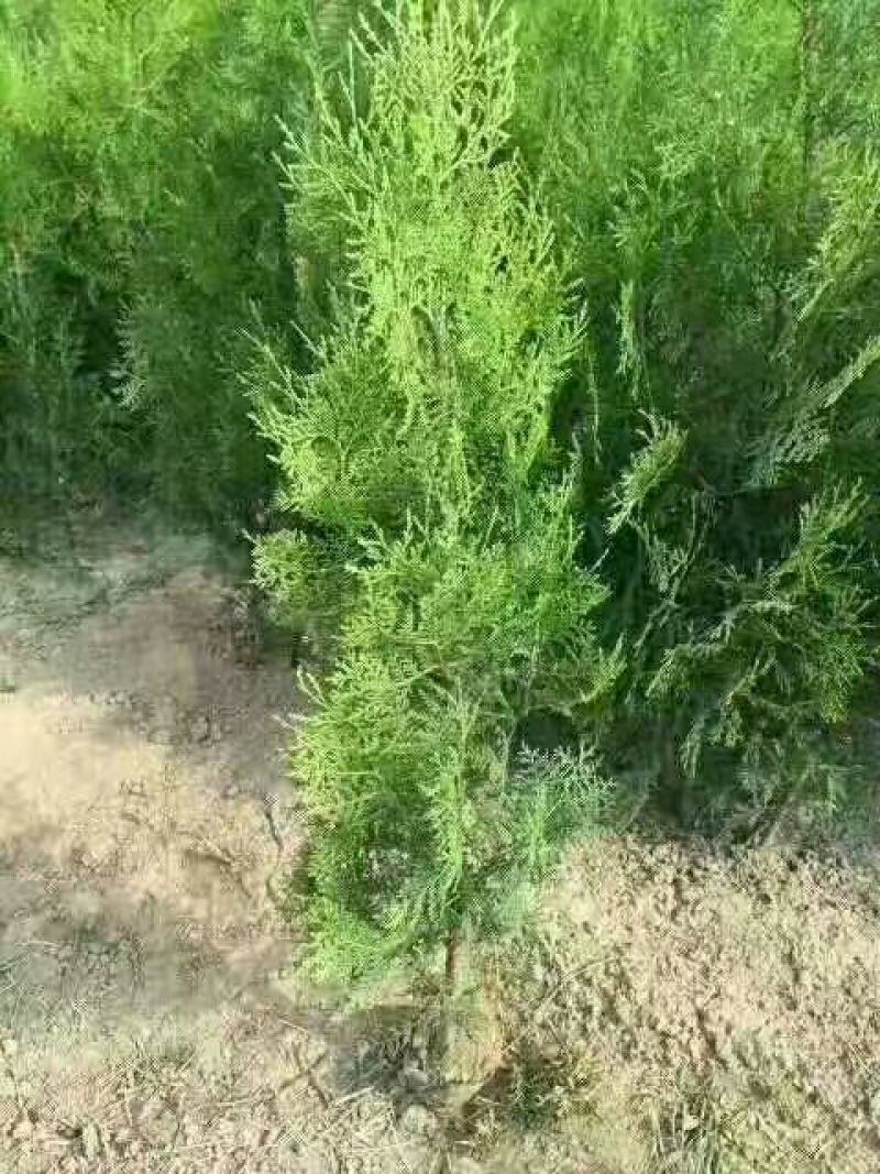侧柏4cm以下
