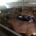 黄牛200~300kg