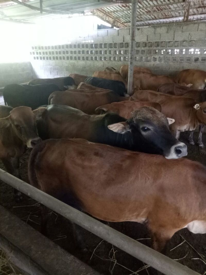 黄牛200~300kg
