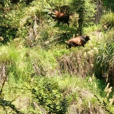 黄牛200~300kg