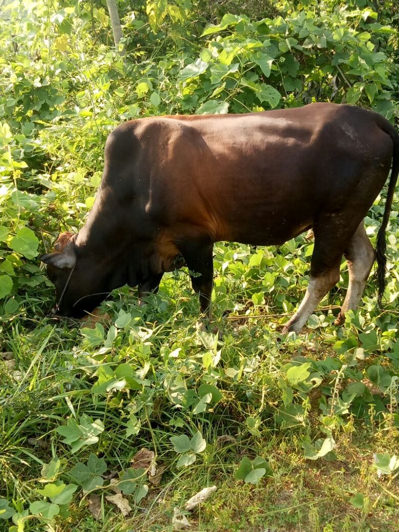黄牛200~300kg