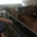 黄牛200~300kg