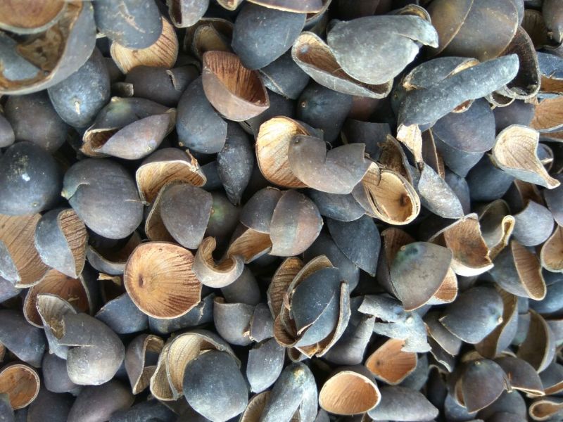 莲子壳干莲子壳平菇栽培基质