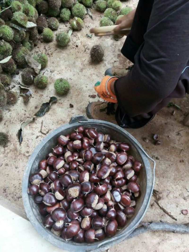 野生板栗炒栗种大标中标