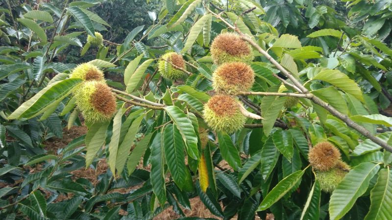 野生板栗炒栗种大标中标