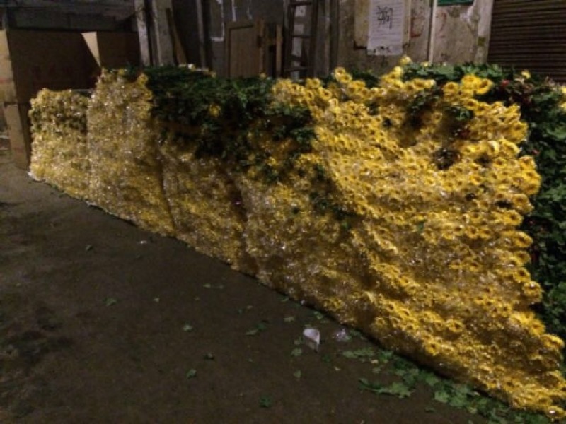 香花园专业菊花鲜切花1~1.5m