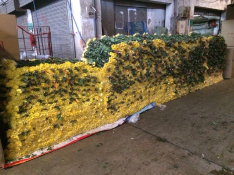 香花园专业菊花鲜切花1~1.5m