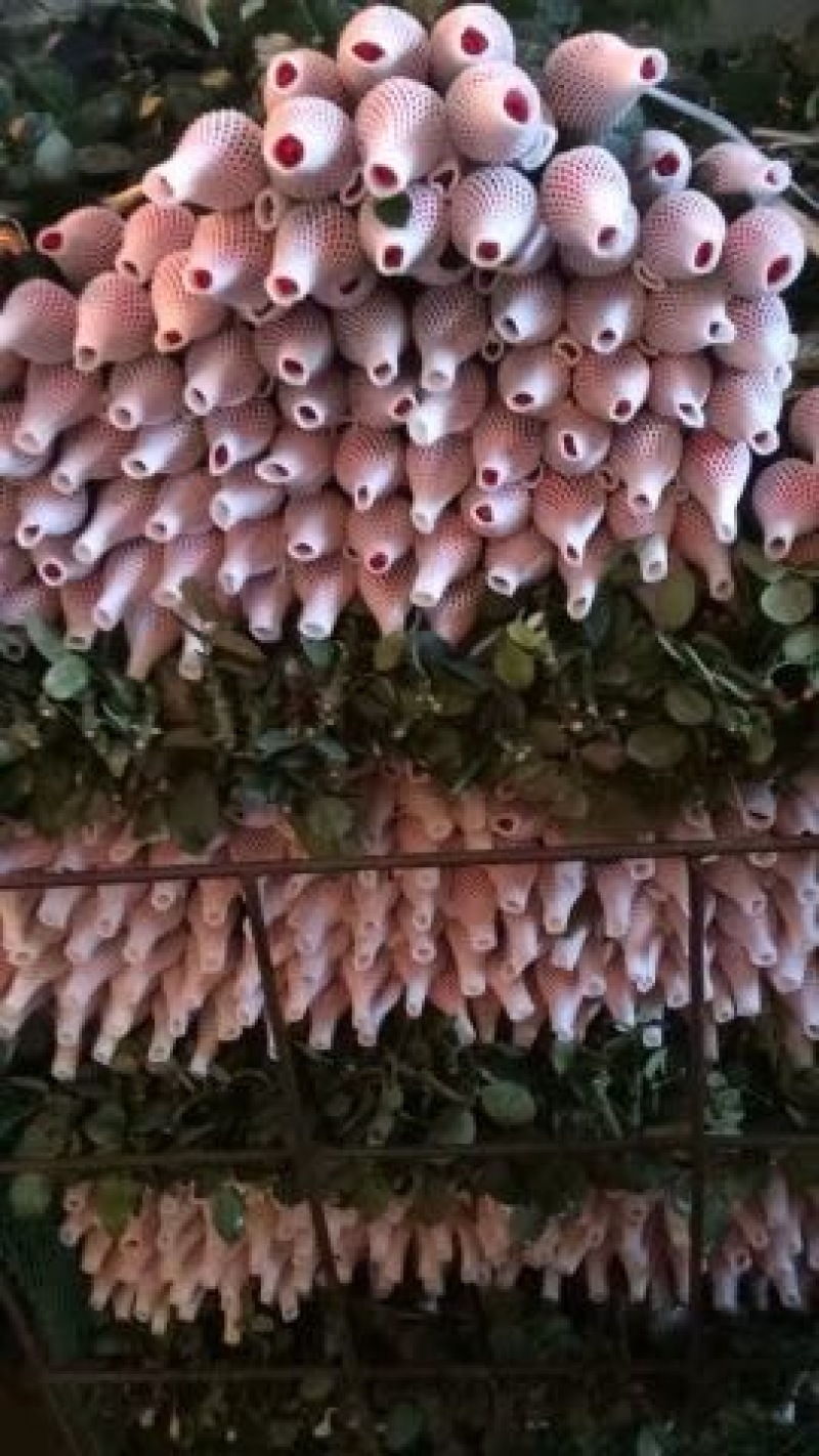 广州玫瑰鲜切花专业批发