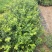 蓝莓苗50公分以上，1-3年蓝莓苗，需要的联系。