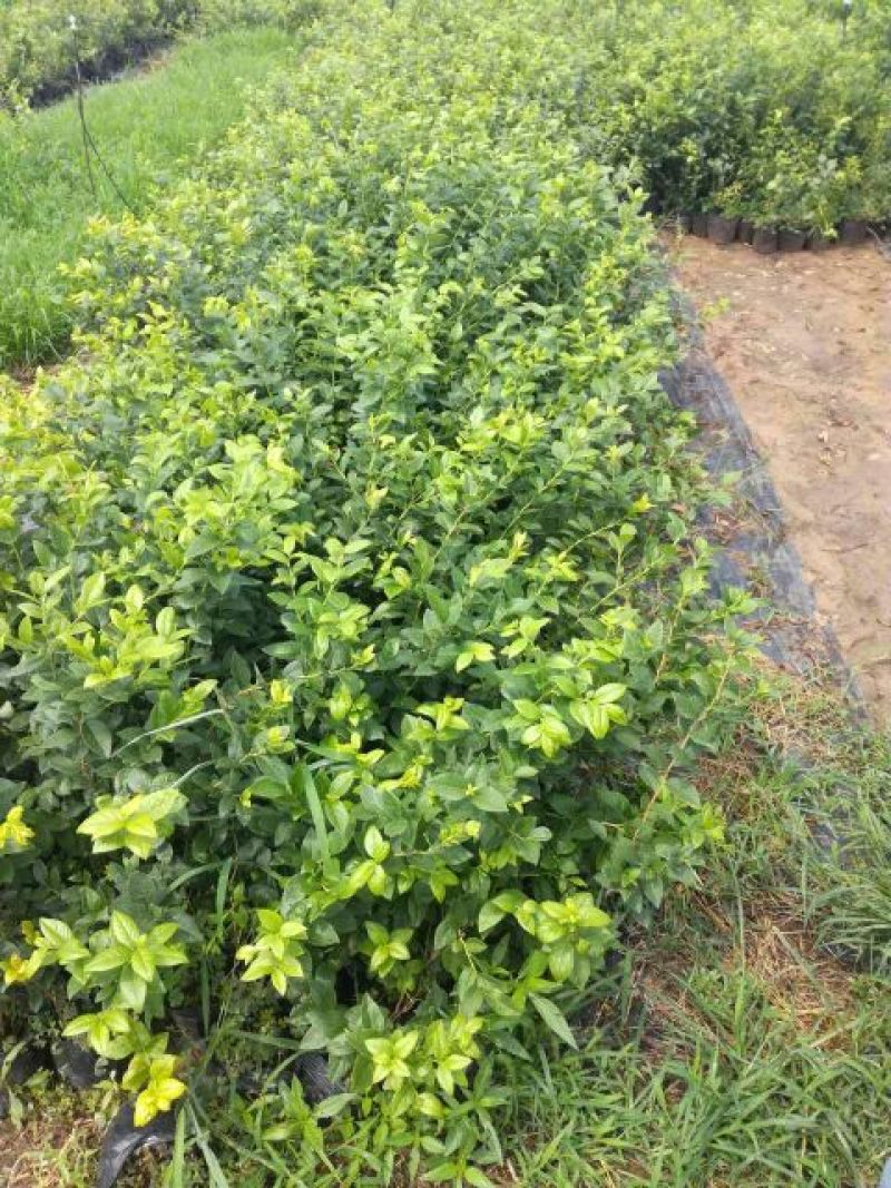 蓝莓苗50公分以上，1-3年蓝莓苗，需要的联系。