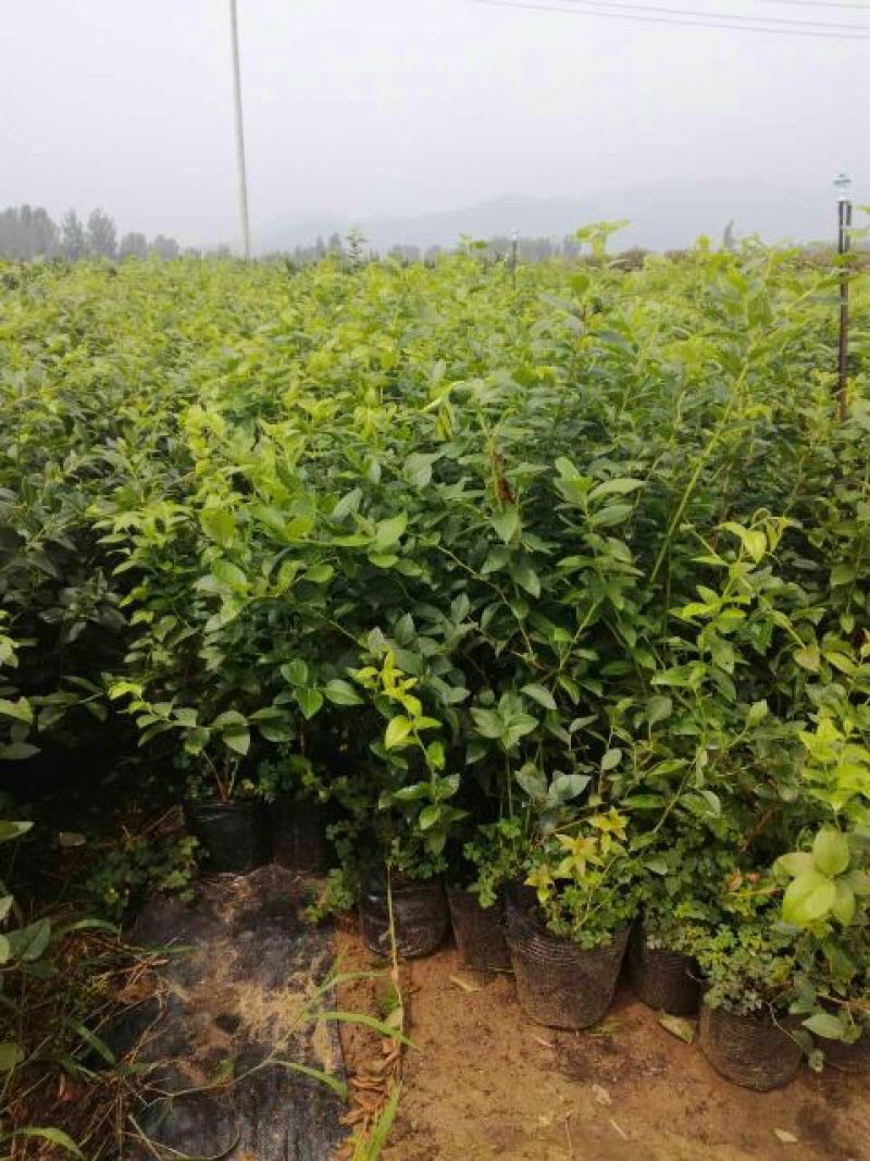 蓝莓苗50公分以上，1-3年蓝莓苗，需要的联系。