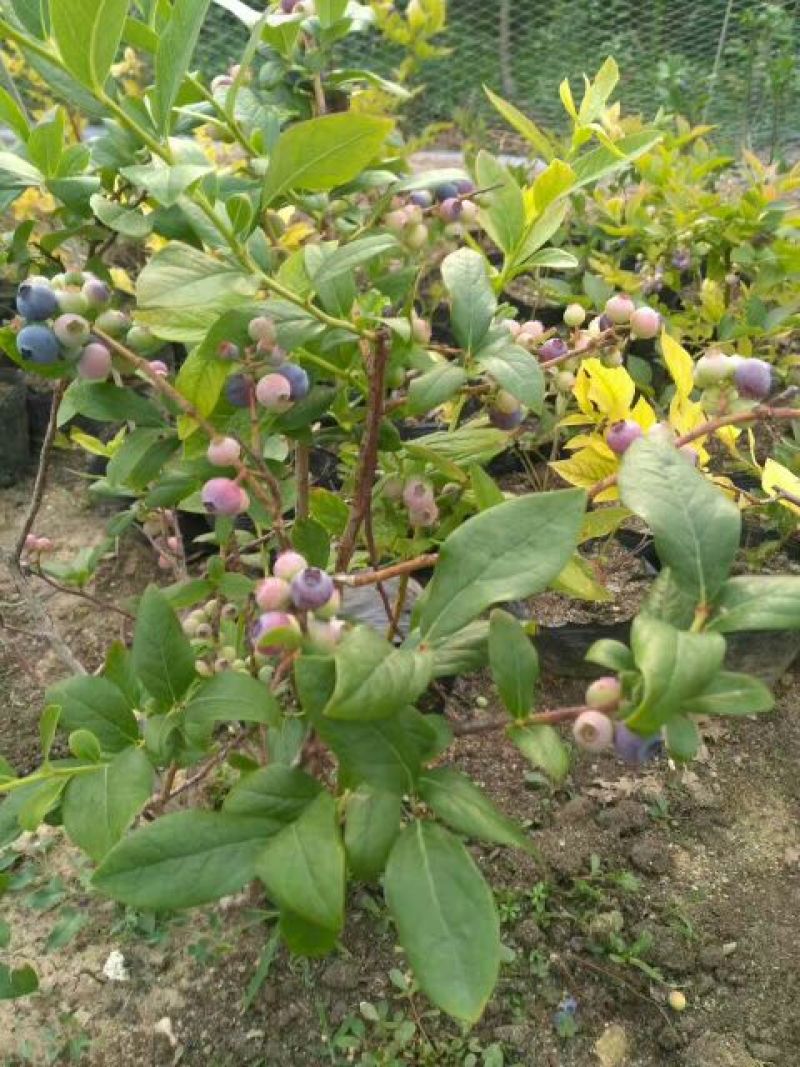 蓝莓苗50公分以上，1-3年蓝莓苗，需要的联系。
