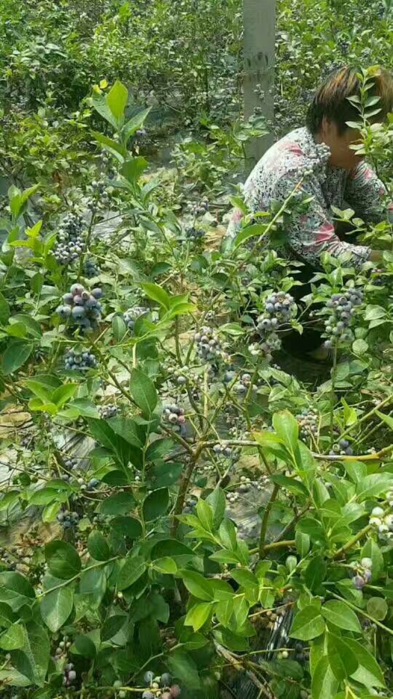 蓝莓苗50公分以上，1-3年蓝莓苗，需要的联系。