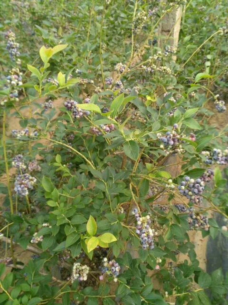 蓝莓苗50公分以上，1-3年蓝莓苗，需要的联系。
