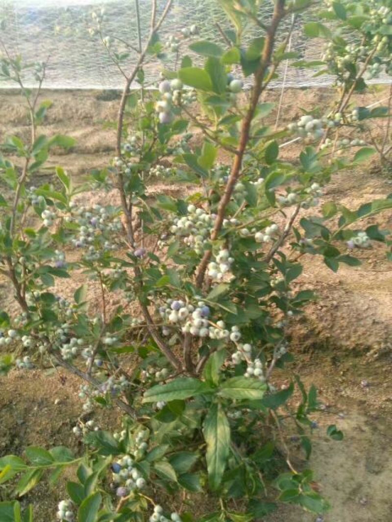 蓝莓苗50公分以上，1-3年蓝莓苗，需要的联系。