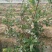 蓝莓苗50公分以上，1-3年蓝莓苗，需要的联系。