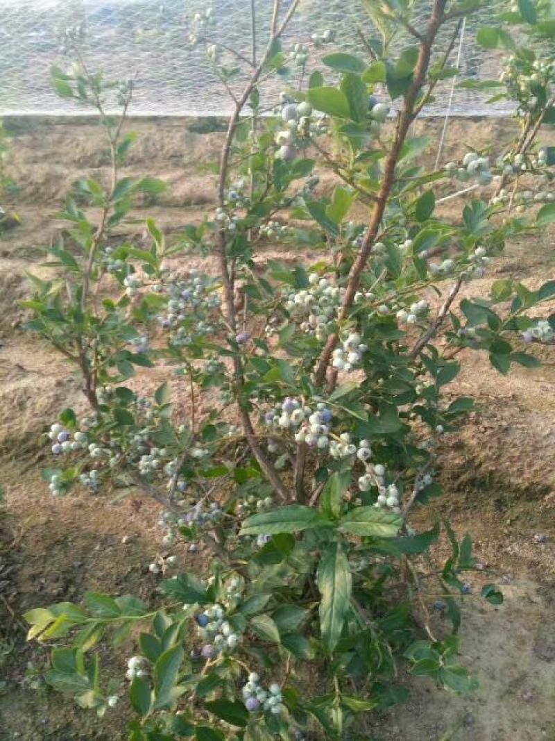 蓝莓苗50公分以上，1-3年蓝莓苗，需要的联系。