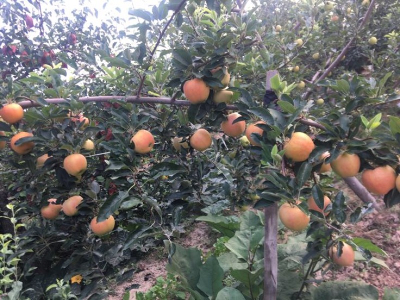 嘎啦苹果70mm以上光果