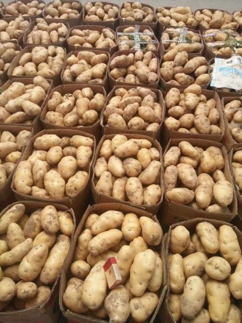 沃土土豆通货3两以上