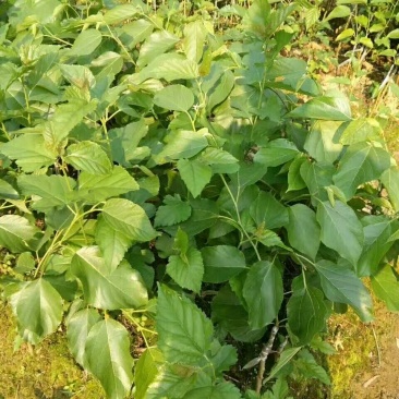长果桑树苗60~80cm