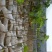长果桑树苗60~80cm