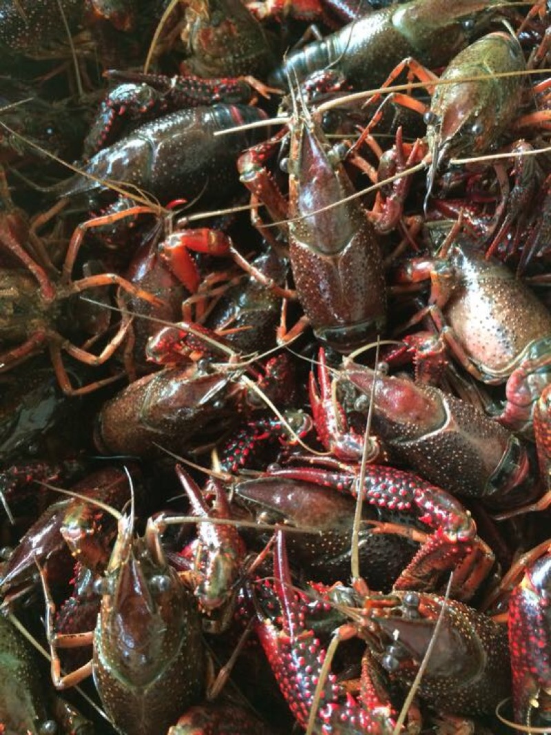 湖虾小龙虾主养4-6钱（20-30克）食用活虾
