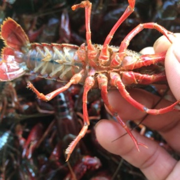 湖虾小龙虾主养4-6钱（20-30克）食用活虾