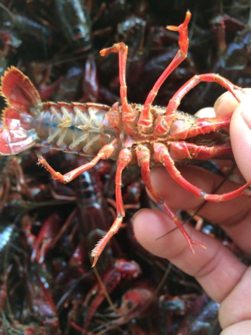 湖虾小龙虾主养4-6钱（20-30克）食用活虾