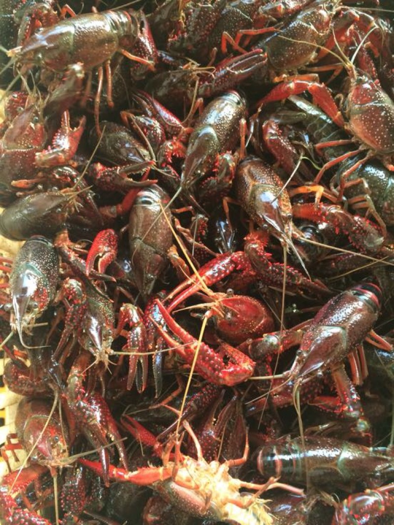 湖虾小龙虾主养4-6钱（20-30克）食用活虾
