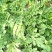 地雷瓜8斤打底8成熟1茬