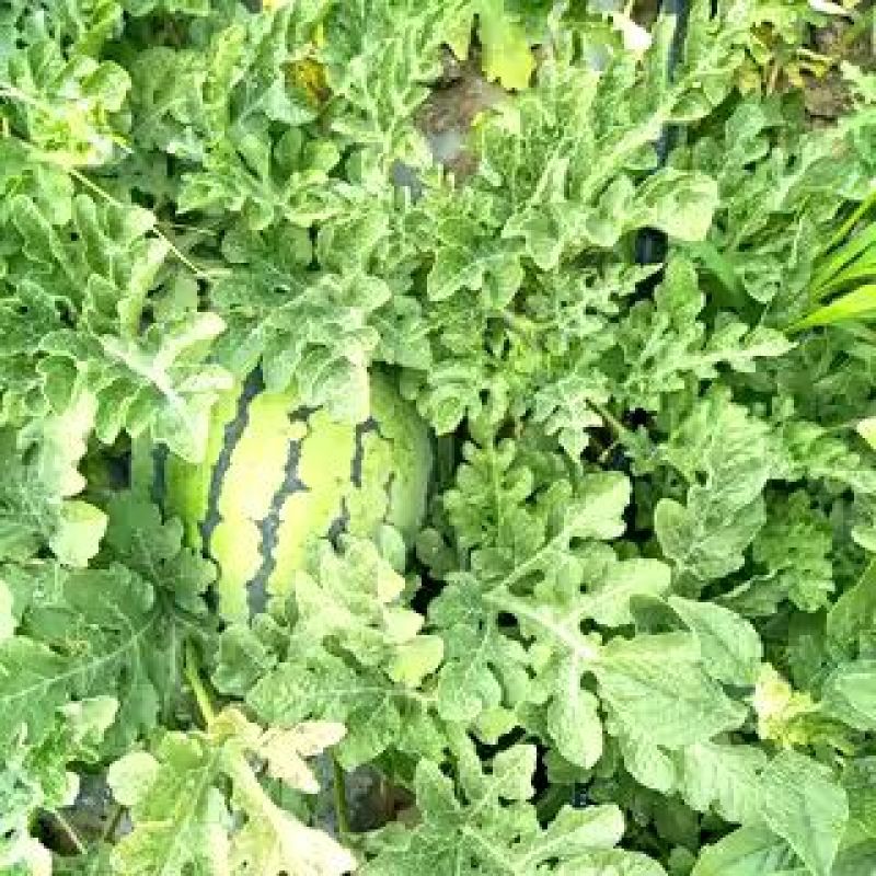地雷瓜8斤打底8成熟1茬