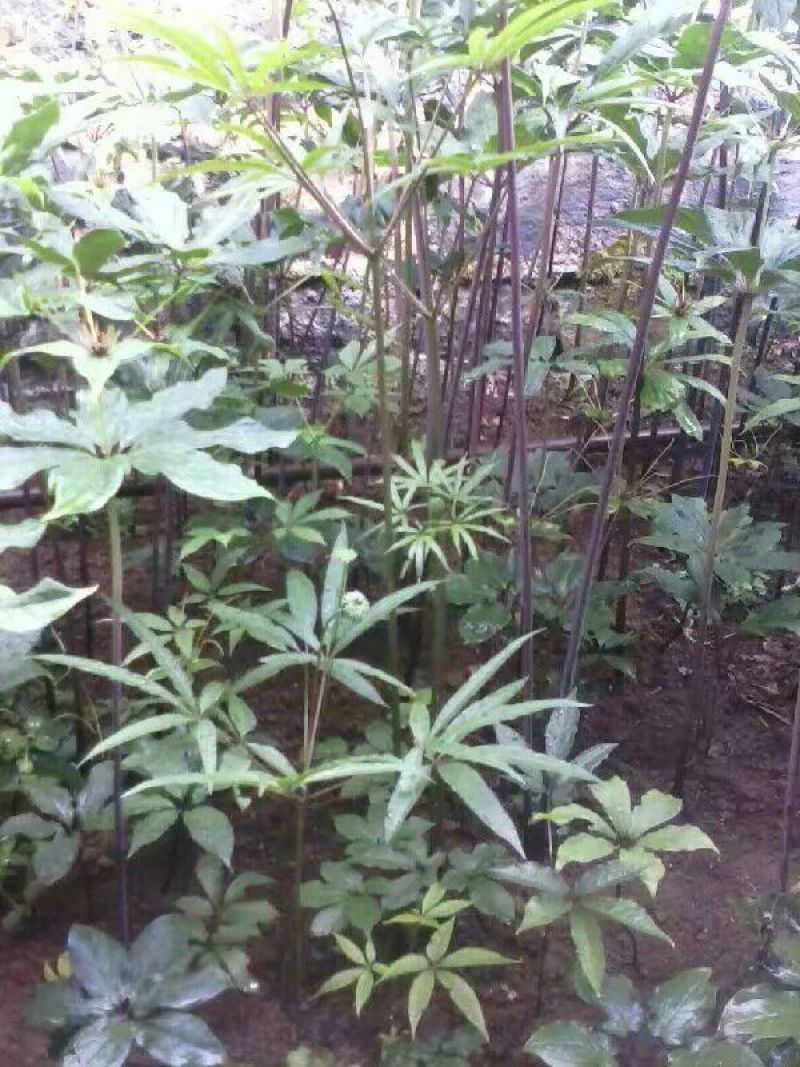 云南高干滇重楼高山林下仿野生种植鲜货统个