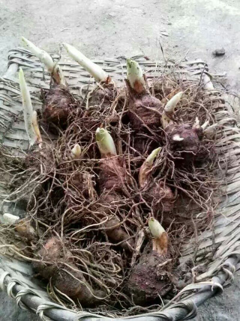 云南高干滇重楼高山林下仿野生种植鲜货统个