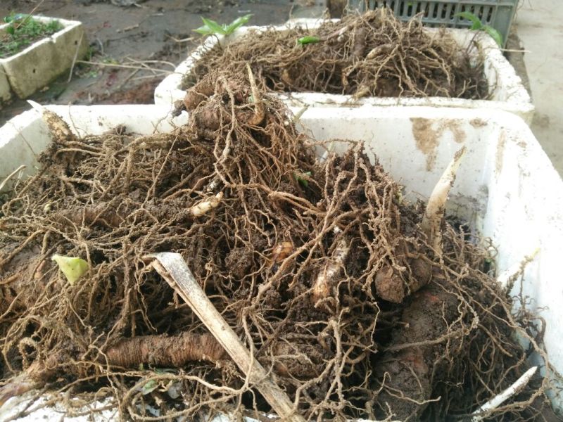 云南高干滇重楼高山林下仿野生种植鲜货统个