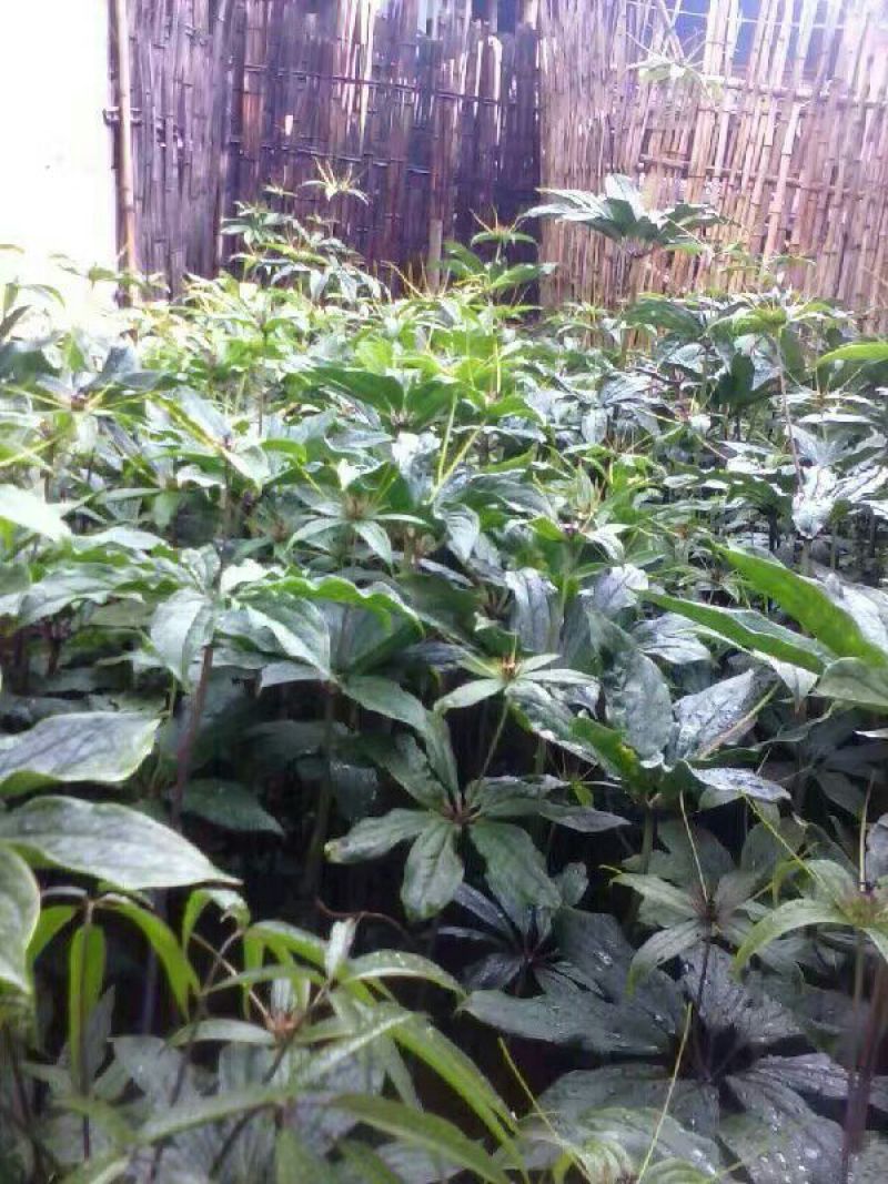 云南高干滇重楼高山林下仿野生种植鲜货统个