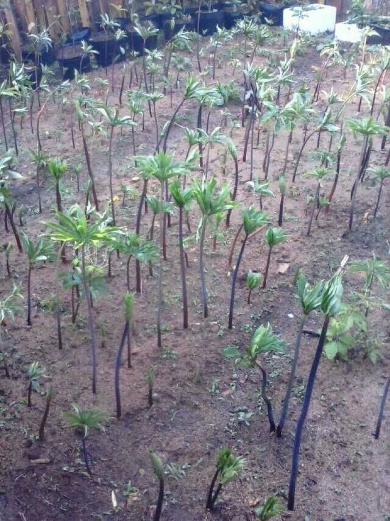 云南高干滇重楼高山林下仿野生种植鲜货统个