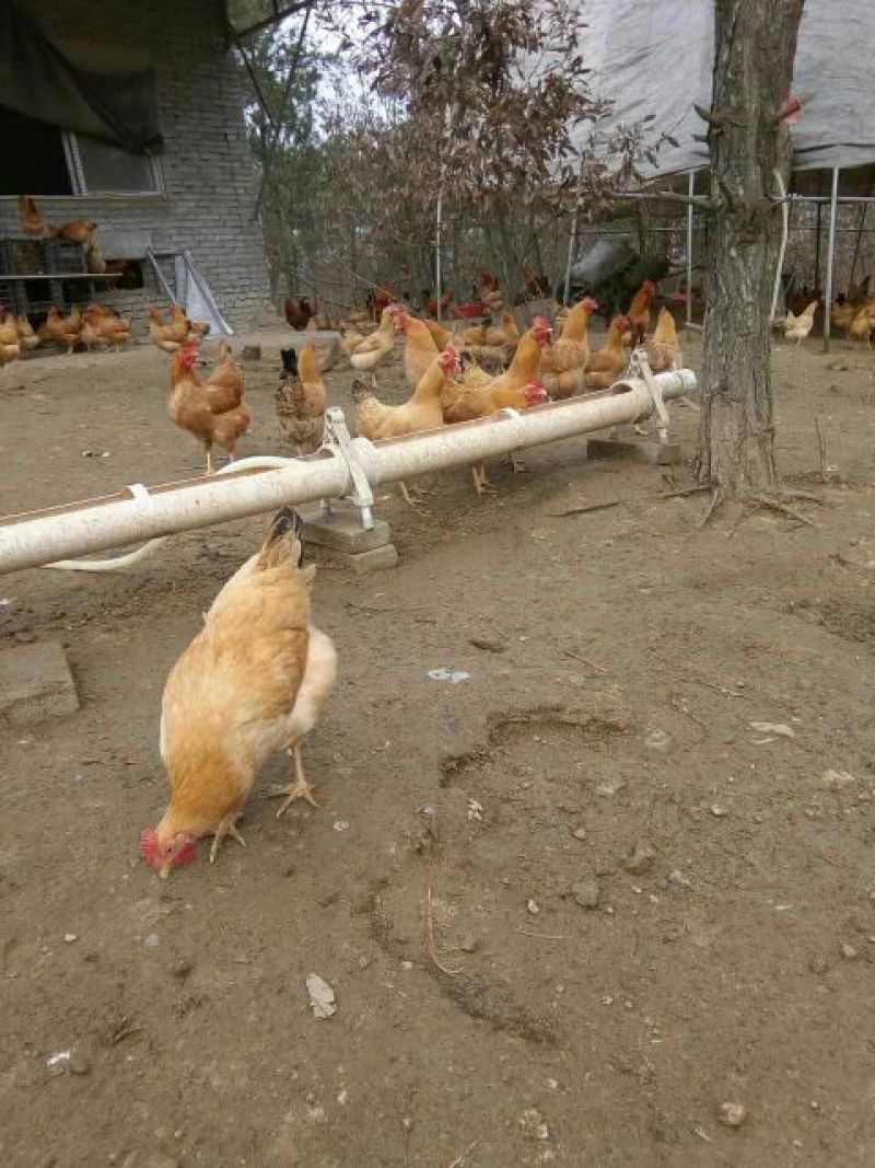 湘黄土鸡苗黄羽黄脚粉壳蛋土鸡苗