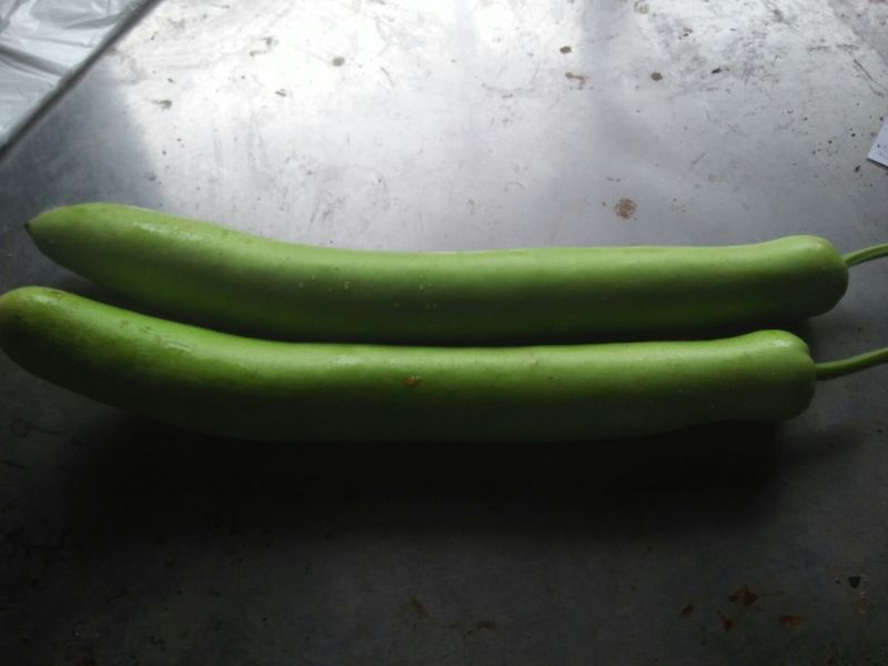 瓠瓜30~40cm5~6cm