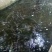 河鲤鱼食用1~2公斤