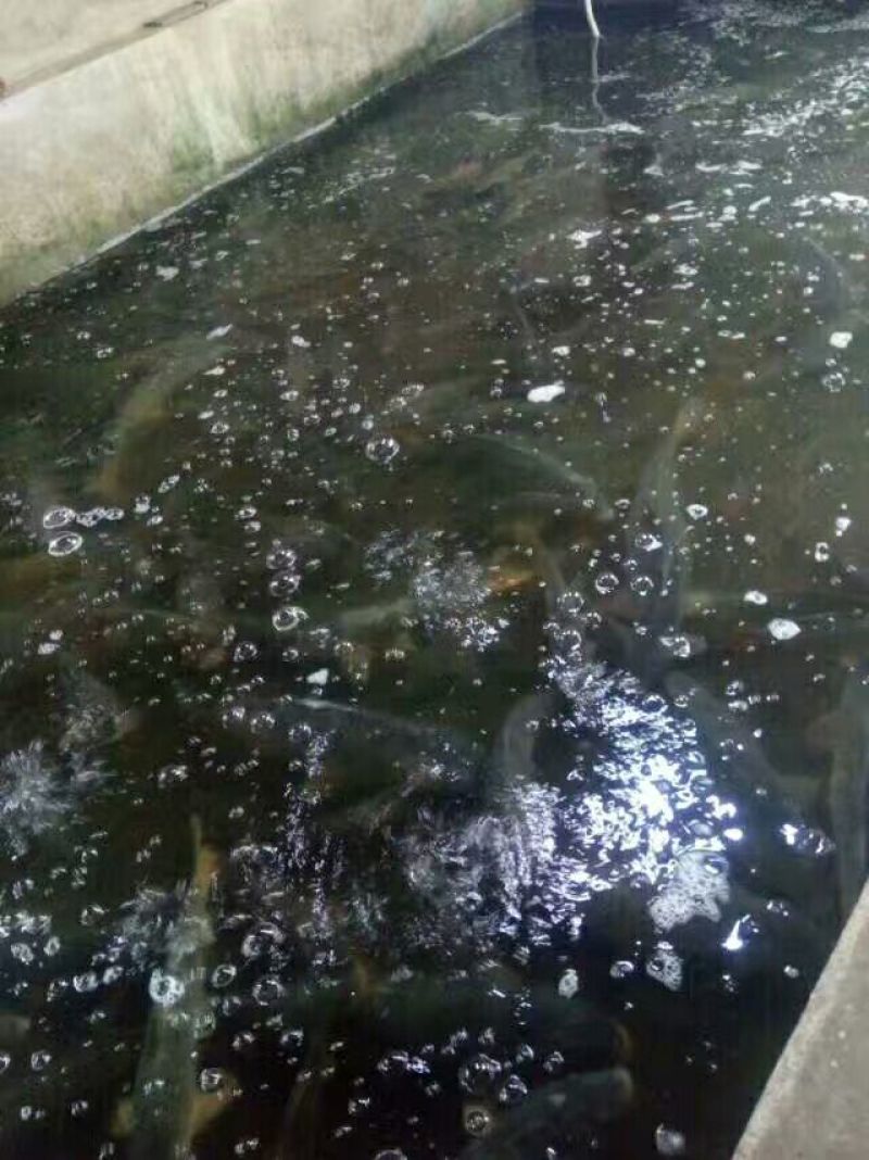 河鲤鱼食用1~2公斤