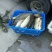 河鲤鱼食用1~2公斤