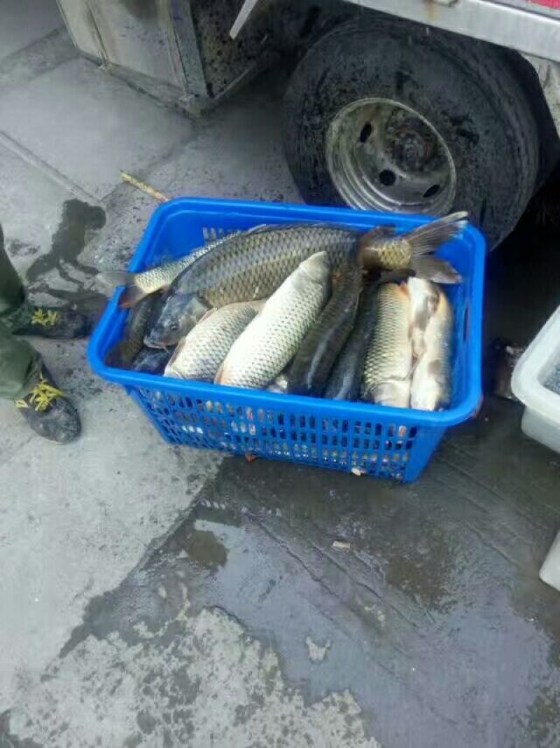 河鲤鱼食用1~2公斤