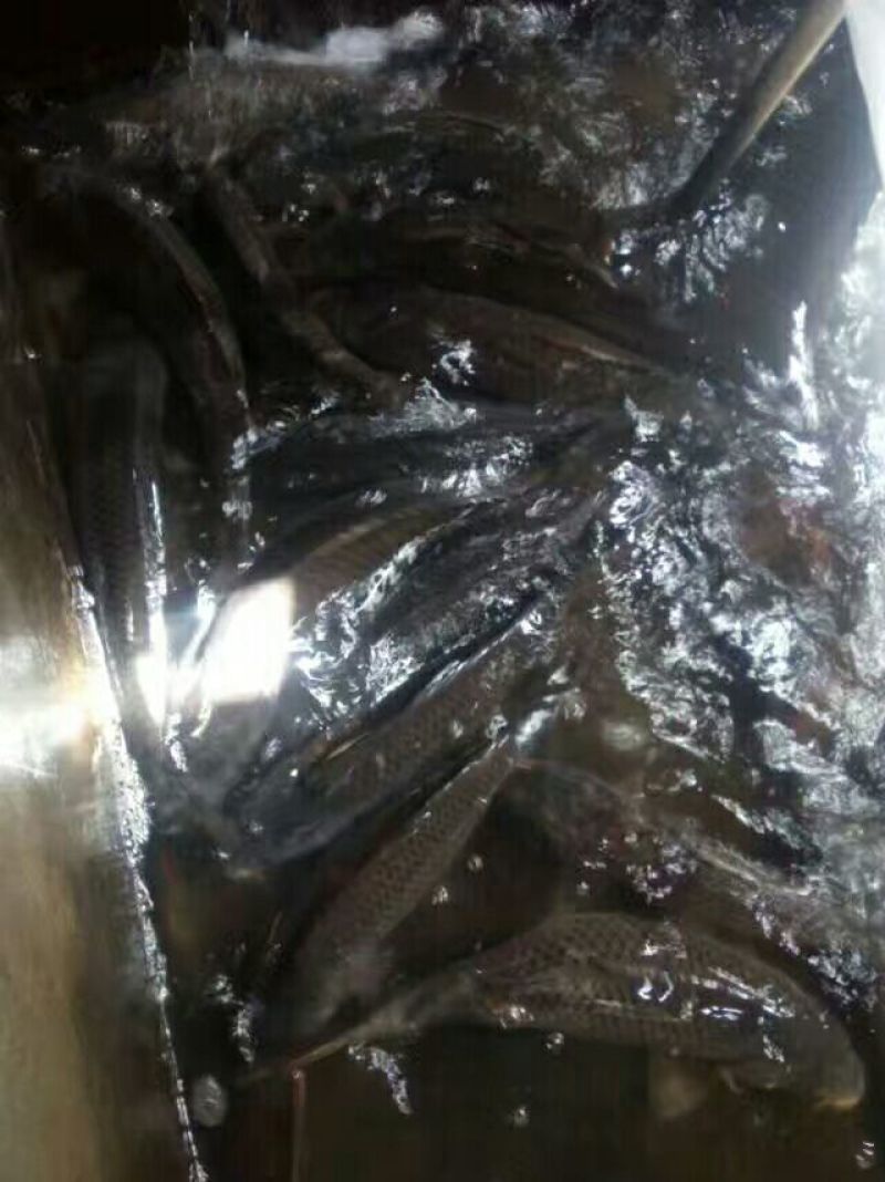河鲤鱼食用1~2公斤