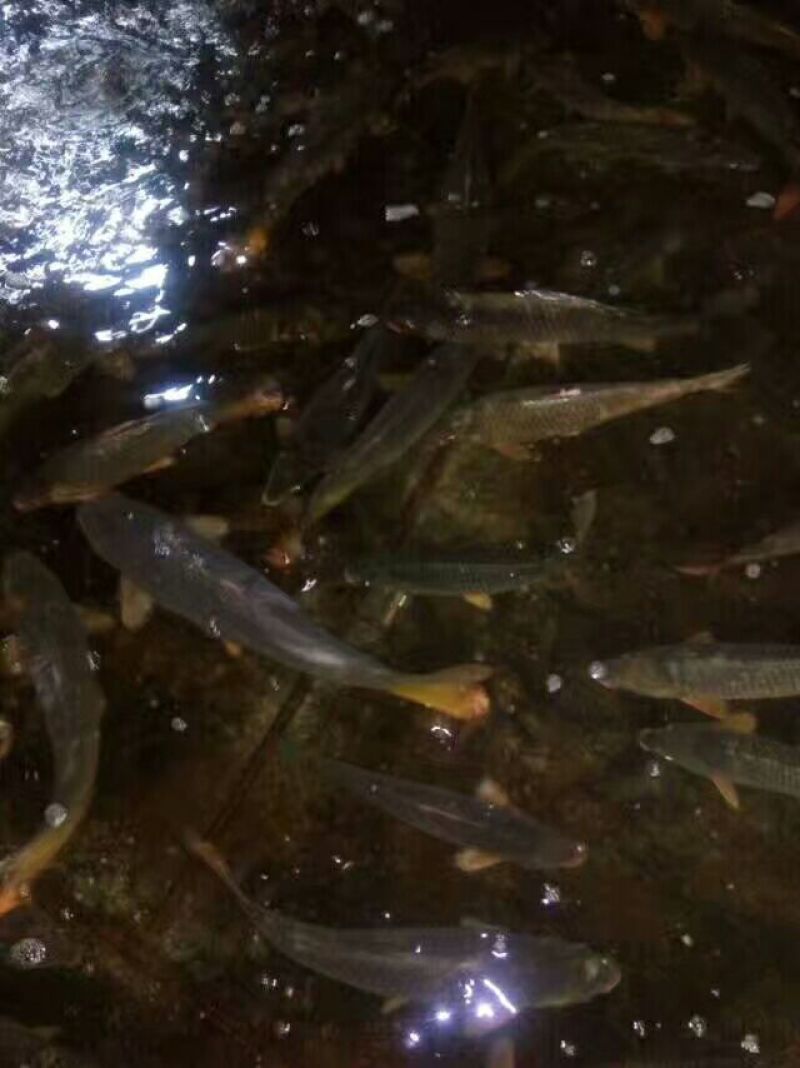 河鲤鱼食用1~2公斤