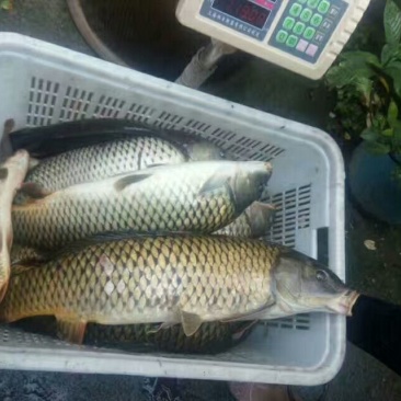 河鲤鱼食用1~2公斤