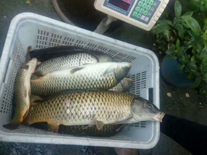 河鲤鱼食用1~2公斤