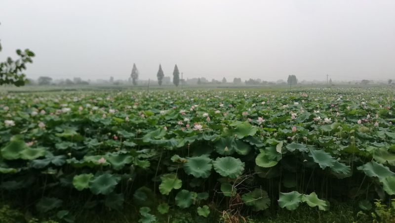 湘莲一级干莲子