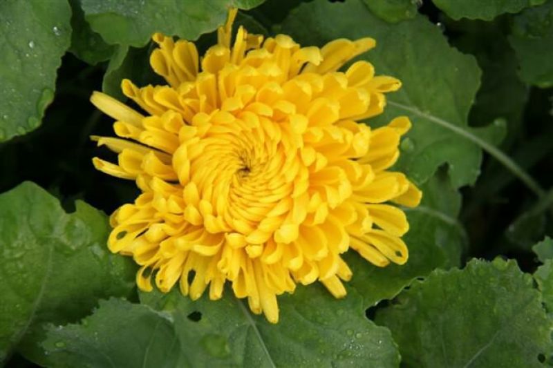 菊花苗